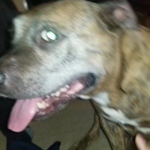 Meet your Posher, Vincent